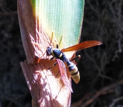 Polistes xanthogaster