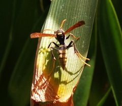 Polistes xanthogaster
