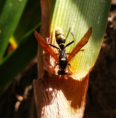 Polistes xanthogaster