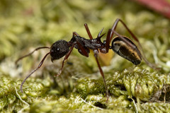 Dolichoderus extensispinus