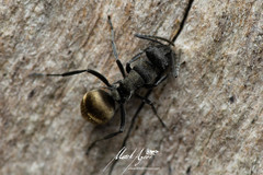 Polyrhachis mjobergi