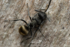 Polyrhachis mjobergi