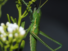 Hemisaga denticulata