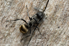 Polyrhachis mjobergi