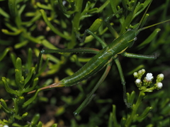 Hemisaga denticulata