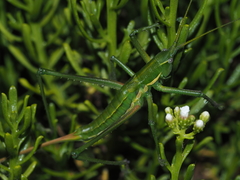 Hemisaga denticulata