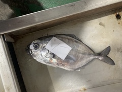Uraspis uraspis