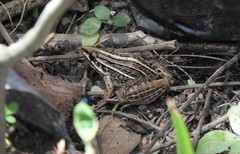 Leptodactylus gracilis
