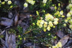 Acacia bidentata