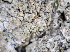 Rinodina pachysperma