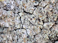 Rinodina pachysperma