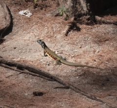 Leiolepis belliana