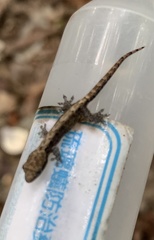 Lepidodactylus lugubris