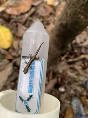 Lepidodactylus lugubris