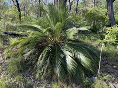 Macrozamia miquelii