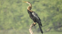 Anhinga melanogaster
