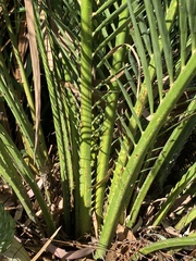 Macrozamia miquelii