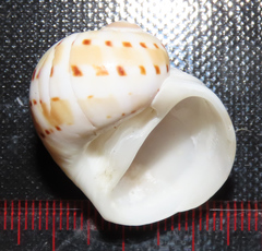 Naticarius alapapilionis