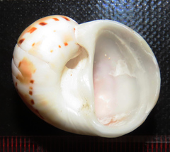 Naticarius alapapilionis