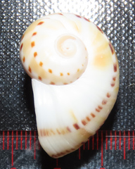 Naticarius alapapilionis