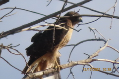 Buteo jamaicensis