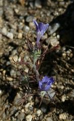 Eriastrum eremicum eremicum