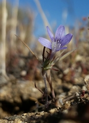 Eriastrum eremicum eremicum