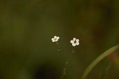 Euphorbia discoidalis