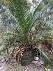 Macrozamia miquelii
