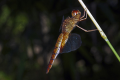 Hydrobasileus croceus
