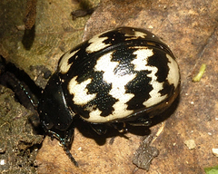 Leptinotarsa lacerata
