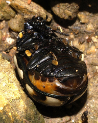 Leptinotarsa lacerata