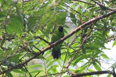 Chloropsis cyanopogon