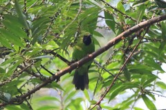 Chloropsis cyanopogon