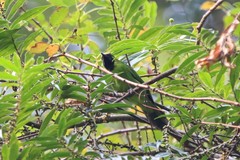 Chloropsis sonnerati