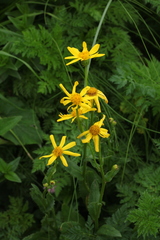 Senecio kolenatianus