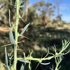 Sclerolaena muricata muricata