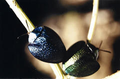 Cyrtonota thalassina
