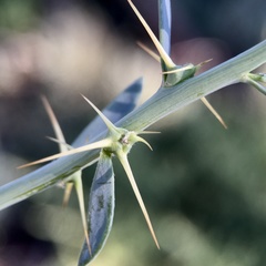 Sclerolaena muricata muricata
