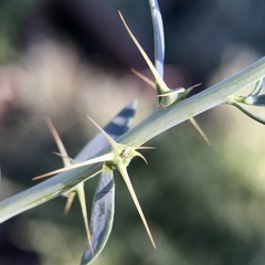 Sclerolaena muricata muricata