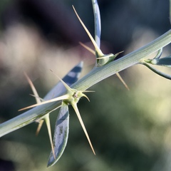 Sclerolaena muricata muricata