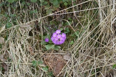 Primula denticulata