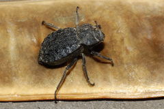 Pelecyphorus