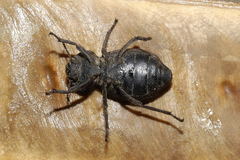Pelecyphorus