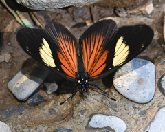 Castilia perilla