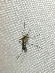 Aedes scapularis