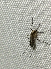 Aedes scapularis