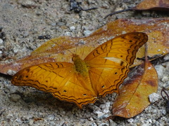 Vindula dejone erotella