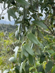 Smilax hypoglauca