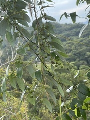 Smilax hypoglauca